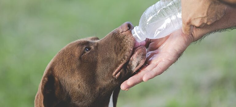 Todo sobre la deshidratación en los perros Consejos