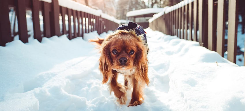 los perros tienen frio en invierno