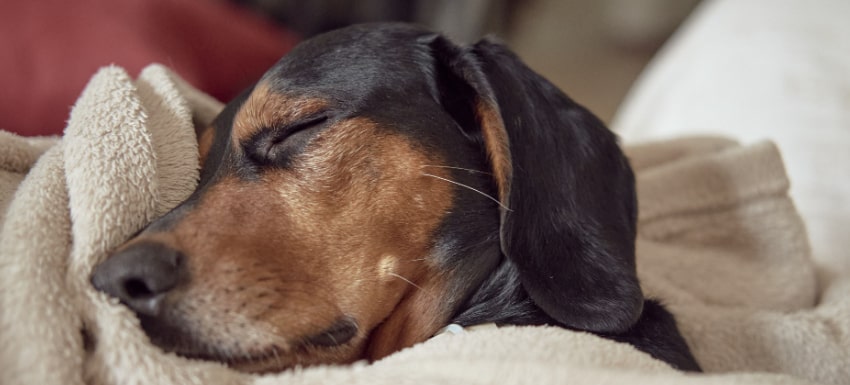 razones del temblor en perros