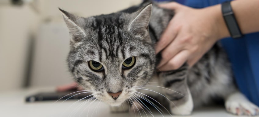 Leishmania en gatos causas y tratamiento