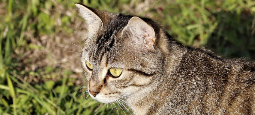 causas y tratamiento sarna en gatos