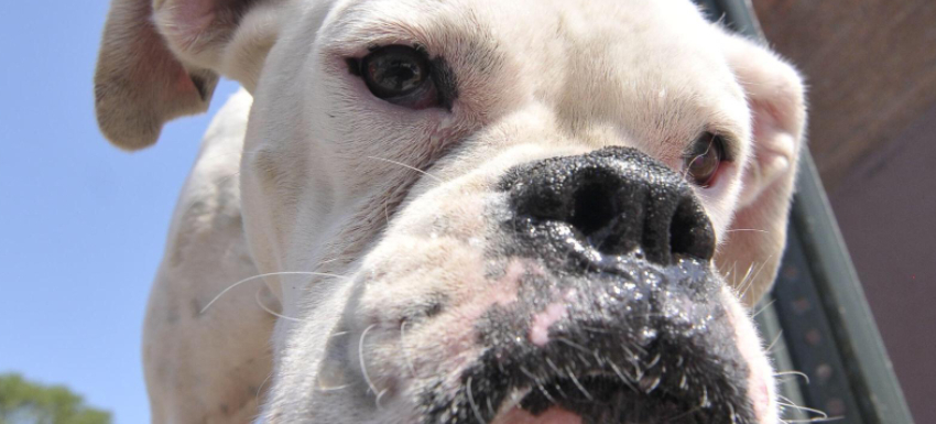 Enfermedades en el hocico de los perros