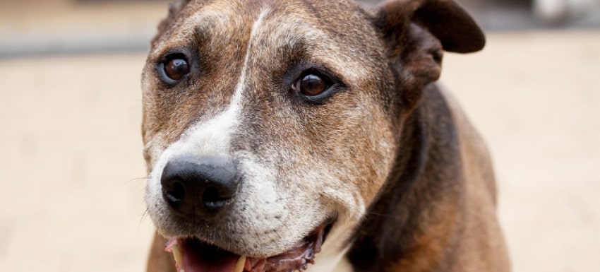 Síndrome vestibular en perros ancianos: Causas, síntomas y tratamiento eficaz