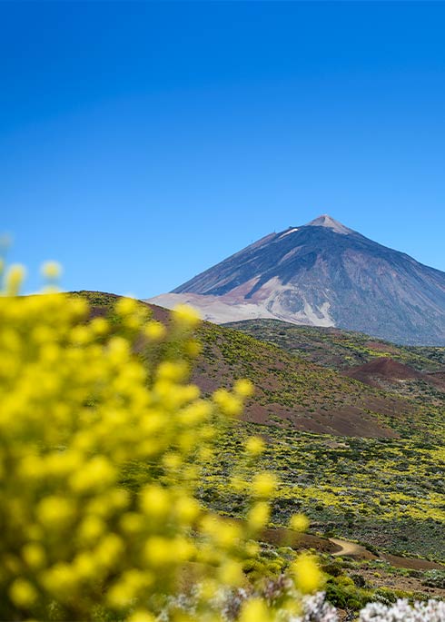 veterinarios-en-tenerife