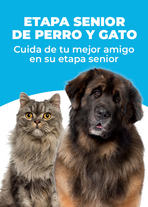 Landing-Banner-Campana Perros y Gatos Senior-Diciembre 2024-Enero 2025-Kivet-Mobile