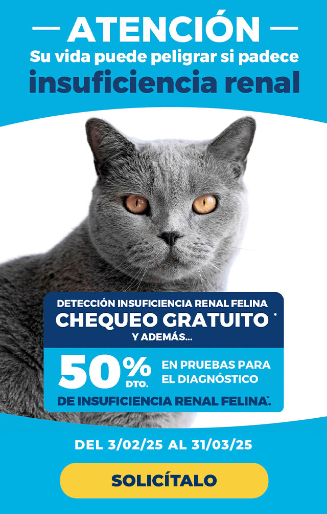 banner-insuficiencia-renal-felina-kivet-febrero-marzo-2025-mobile-fecha