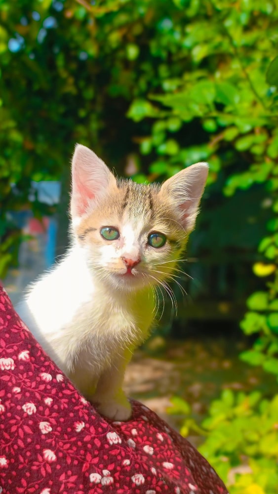 La primera noche con un gatito en casa: Consejos veterinarios esenciales